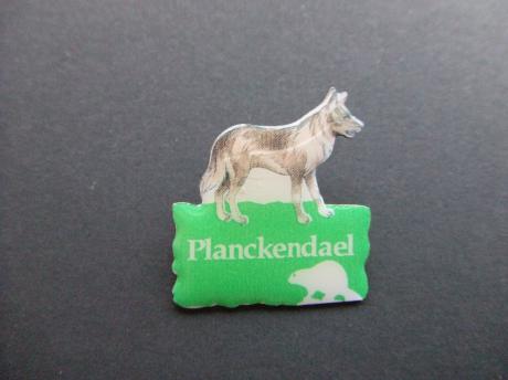 Wilde hond dierentuin Planckendael Belgie